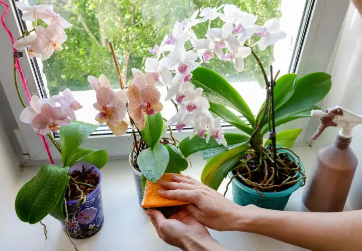 Comment nettoyer les feuilles d'orchidées : une éponge orange nettoie délicatement les feuilles vertes d'une orchidée sur le rebord de la fenêtre.