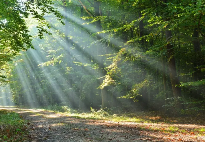Promienie słońca przebijające się przez liście tworzą magiczną atmosferę w jednym z najpiękniejszych lasów w Polsce.