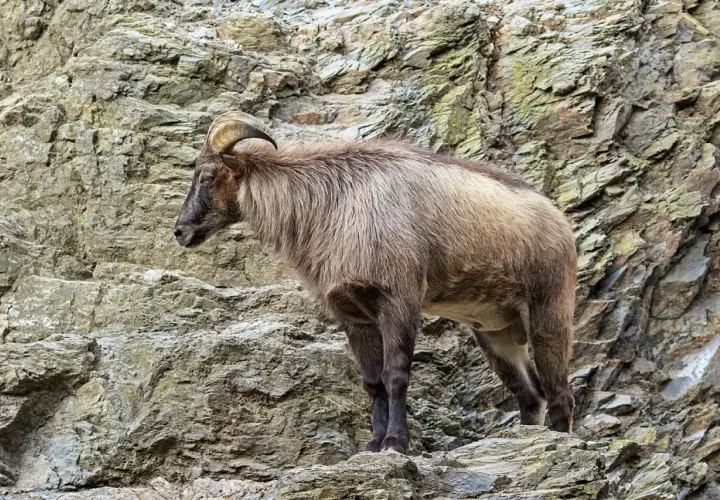 Un tar del Himalaya, con su pelaje denso y cuernos curvos, se posa con agilidad sobre rocas escarpadas.