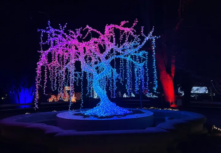 Magiczne iluminacje świetlne w Warszawie: drzewo ozdobione tysiącami kolorowych lampek, tworzące tęczowy wodospad światła.