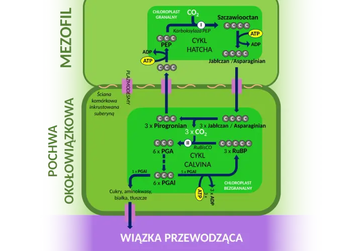 Schemat przedstawia cykle Hatcha i Calvina, kluczowe dla fotosyntezy u roślin, w tym u niektórych rodzajów traw.