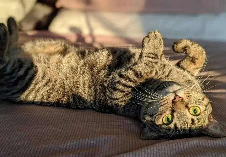 Gato atigrado boca arriba, mostrando sus patas y ojos verdes. Un ejemplo de los cuidados de un gato es su tiempo de juego y descanso.