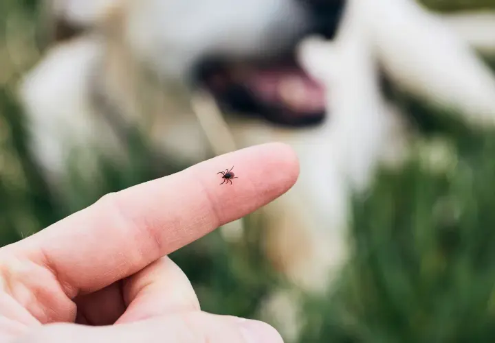 Mały kleszcz na palcu, w tle rozmyty pies. Uważaj na latające kleszcze podczas spacerów!