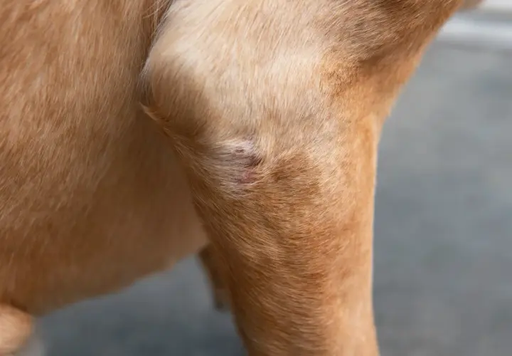 Close-up of a dog's leg showing a red, irritated patch of skin, possibly a symptom of autoimmune disease in dogs.