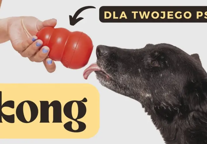 KONG dla psa: Jak w pełni wykorzystać potencjał? Poradnik eksperta
