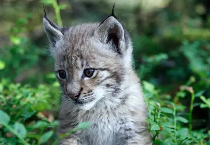 Ein junger Luchs, eine scheue Katze, schaut neugierig aus dem grünen Unterholz.