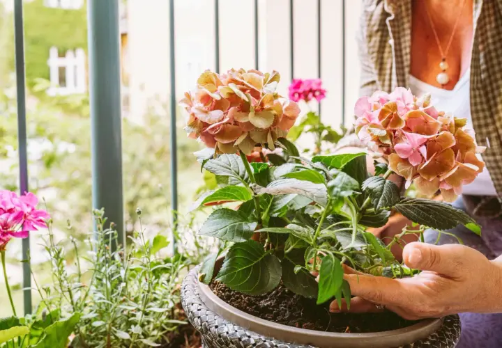 Frau bepflanzt einen Blumenkasten mit Hortensien und Geranien auf dem Balkon.