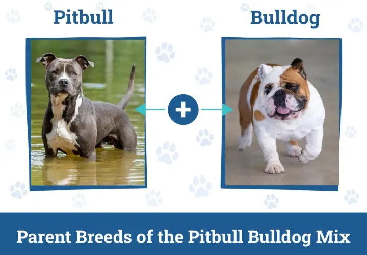 Bulldog pit - czego potrzebuje ta mieszanka i jak się nią opiekować?