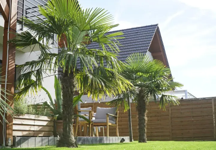 Dwa rodzaje palm tworzą tropikalny klimat w ogrodzie.
