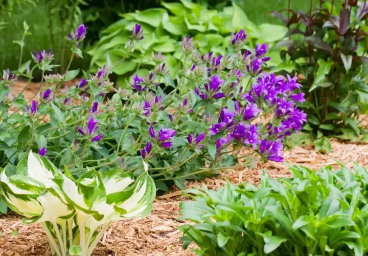 Fioletowe dzwonki, czyli campanula po przekwitnięciu, tworzą bujne kępy wśród zieleni.
