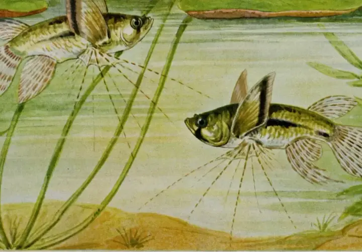 Dos peces mariposa de agua dulce nadan entre plantas acuáticas.