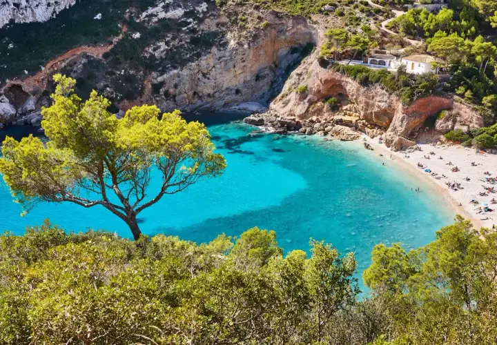 Una cala idílica con aguas turquesas y una playa de arena, rodeada de acantilados y vegetación exuberante. Un árbol solitario se alza en primer plano. Es la spiaggia di Valencia, un paraíso terrenal.