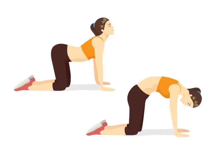 Deux postures de yoga illustrant des techniques de respiration : le dos creusé et le dos rond.