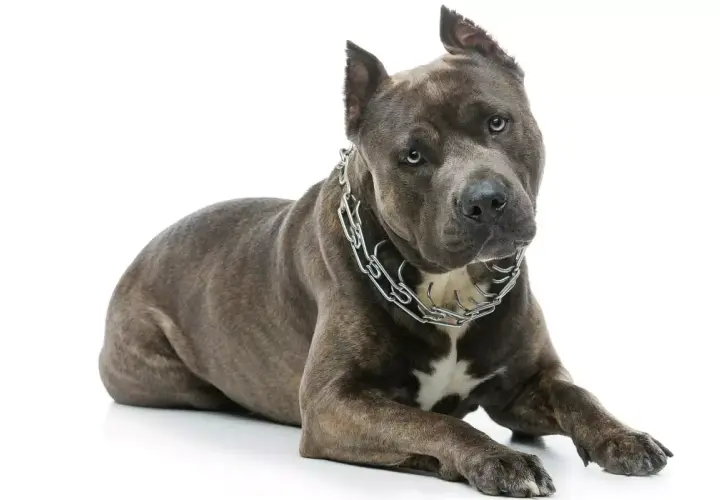 Potężny amerykański staffordshire terrier z metalowym łańcuchem na szyi leży na białym tle, patrząc wprost.