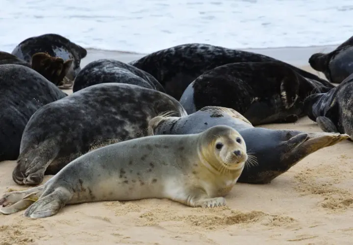 Foki na wyspie sobieszewskiej odpoczywają na piaszczystej plaży. Widać ich wiele, leżą blisko siebie.