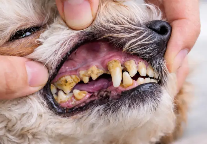 Boca de perro con sarro severo en los dientes. Las encías están inflamadas y los dientes amarillentos, indicando un problema de sarro en perros.
