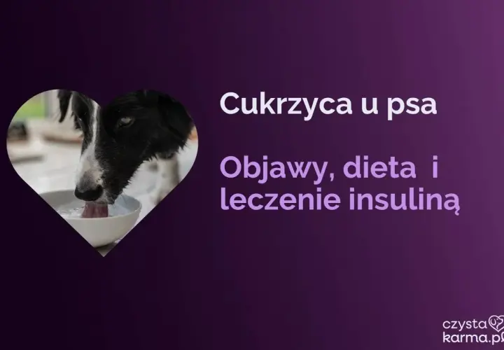 Pies z cukrzycą może żyć długo, jeśli odpowiednio zadbamy o jego dietę i leczenie. Dowiedz się więcej o objawach i insulinoterapii.