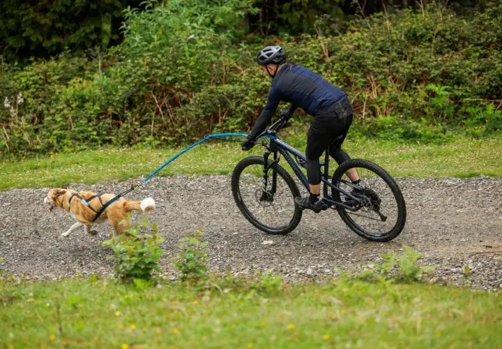 Rowerzysta w kasku jedzie po szutrowej ścieżce, ciągnąc psa na szelkach.