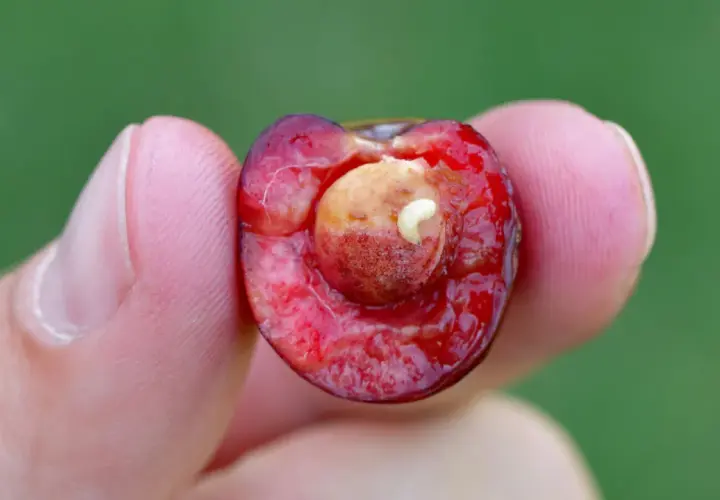 Une cerise coupée en deux, tenue entre deux doigts, révèle un petit ver blanc se nourrissant du noyau.