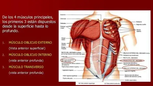 Cómo se llaman los músculos del estómago y su importancia para la salud