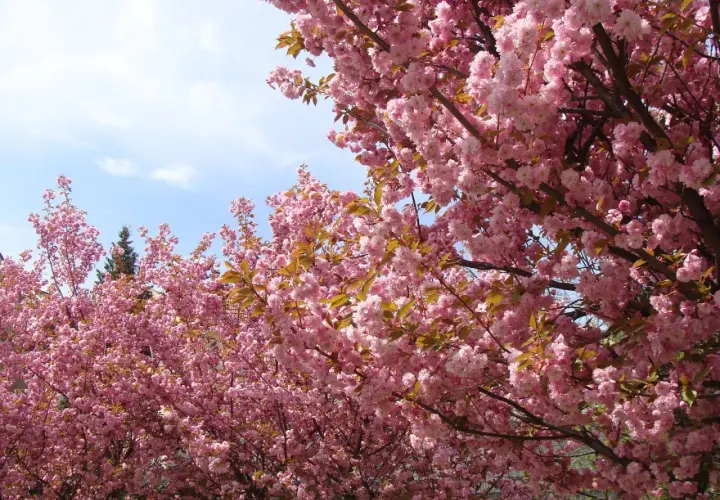 Kwiaty różowego **sakura drzewo** tworzą gęsty baldachim na tle błękitnego nieba z chmurkami.