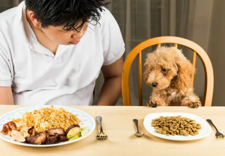Un niño mira a su perro, que está sentado en una silla, con dos platos de comida. Uno tiene arroz y carne, el otro, pienso. ¿Cuánto puede estar un perro sin comer?