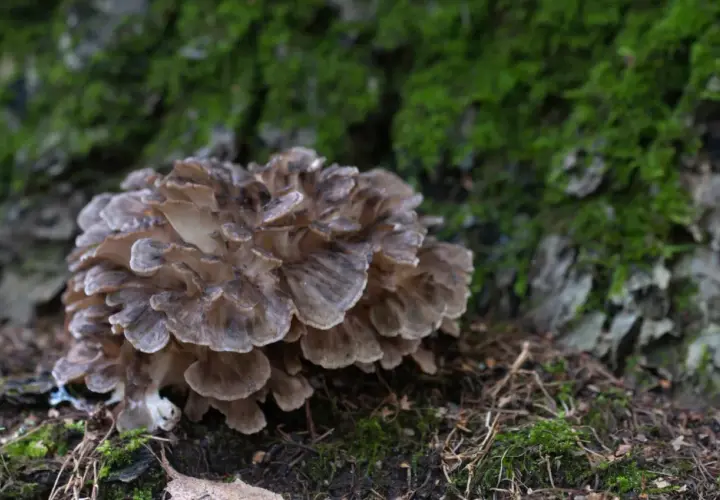 Un gruppo di funghi giapponesi, simili a petali marroni, cresce su un tronco ricoperto di muschio verde.