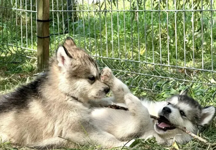 Malamut szczeniaki - Husky Alaskan Malamute Dostępne Teraz