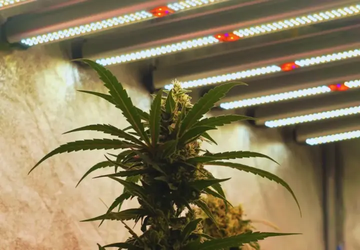 Pianta di cannabis autofiorente sotto luci LED, ottimizzando le ore di luce per una crescita rigogliosa.