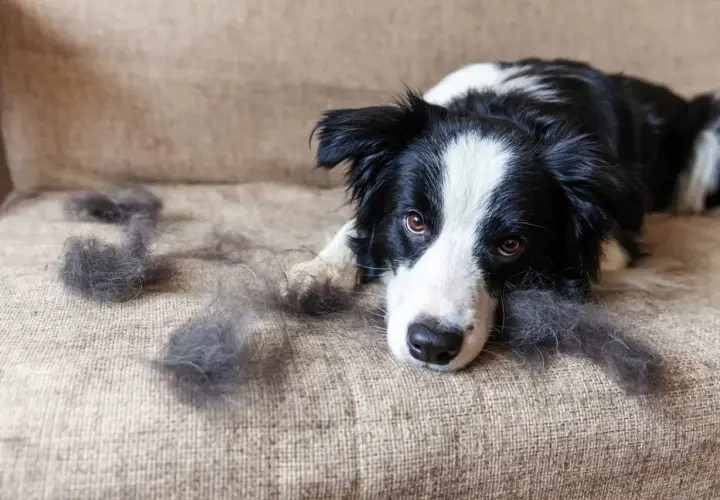 Border Collie liegt traurig auf dem Sofa, umgeben von Haarbüscheln. Der **Haarausfall Hund** ist deutlich sichtbar.