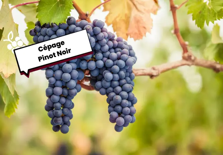 Grappes de Pinot Noir mûres sur la vigne, évoquant l'origine de ce cépage noble.
