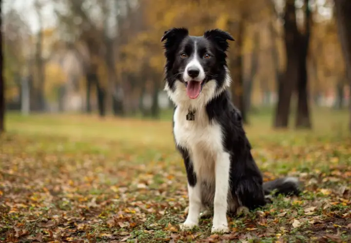 Inteligentny pies rasy border collie siedzi w jesiennym parku, otoczony opadłymi liśćmi.