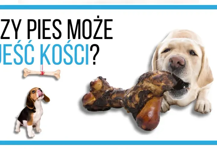 Czy pies może jeść kości wieprzowe? Ekspert ostrzega!