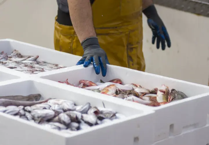 Man con guantes azules y delantal amarillo revisa cajas de pescado fresco en el puerto de Lira.