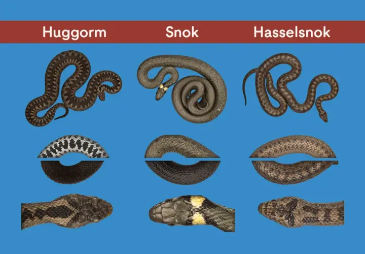 Huggorm, snok och hasselsnok – tre vanliga ormar i Sverige. Bilden visar deras utseenden och mönster.