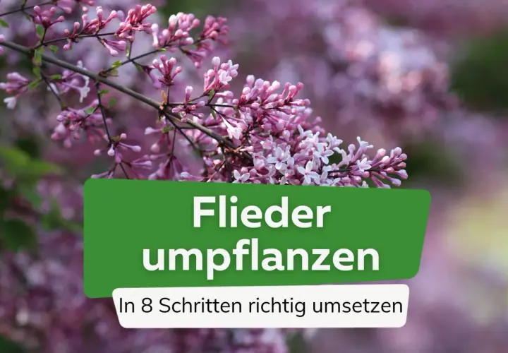 Zarte Fliederblüten im Vordergrund, im Hintergrund verschwommen. Text: "Flieder umpflanzen. In 8 Schritten richtig umsetzen.