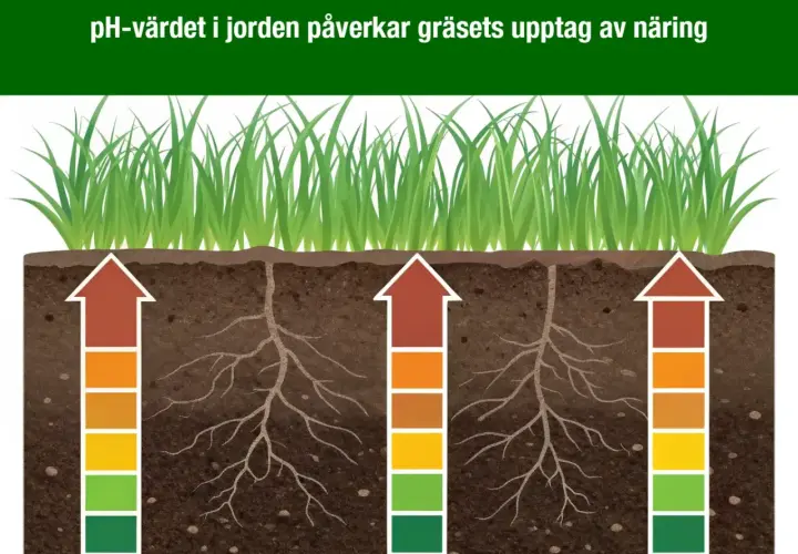 Gräsrötter som växer i sur jord. Pilarna visar hur pH-värdet påverkar näringsupptaget.