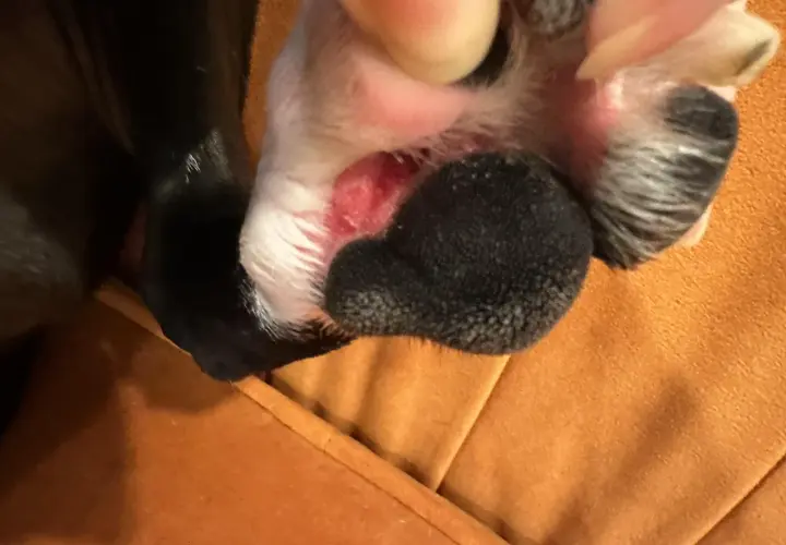 Close-up of a dog's paw with red, irritated skin between the pads. This might be why do dogs lick their paws, seeking relief from discomfort.