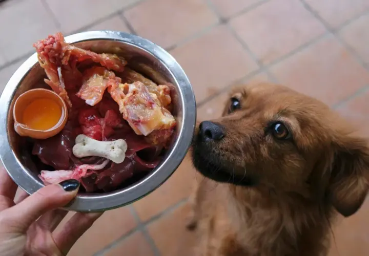 Podroby dla psa: Jak bezpiecznie wzbogacić dietę? Poradnik