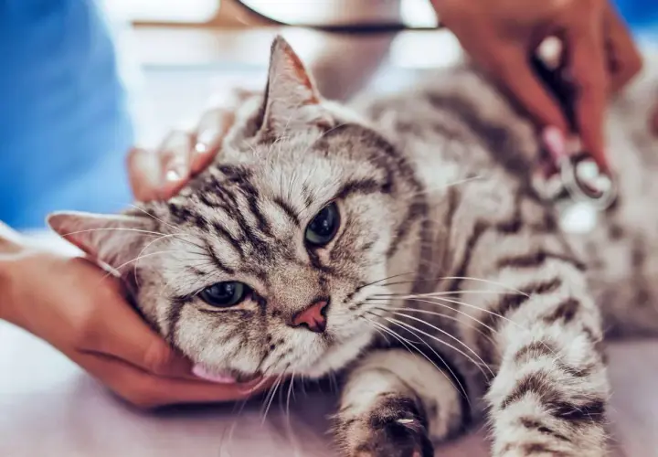 A veterinarian examines a tabby cat, checking for a heart murmur. The cat looks calm as it's gently held.