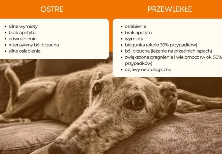 Ostre zapalenie trzustki u psa: jakie są objawy i leczenie tej choroby?