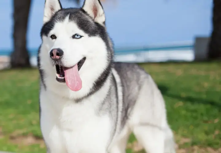 Najczęstsze problemy zdrowotne u psów rasy husky