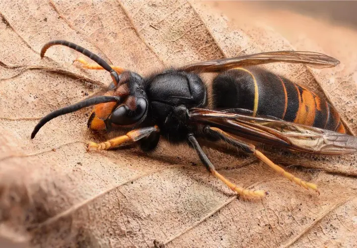 Un maestoso calabrone nero e giallo gigante riposa su una foglia secca, le sue ali trasparenti e le zampe gialle ben visibili.