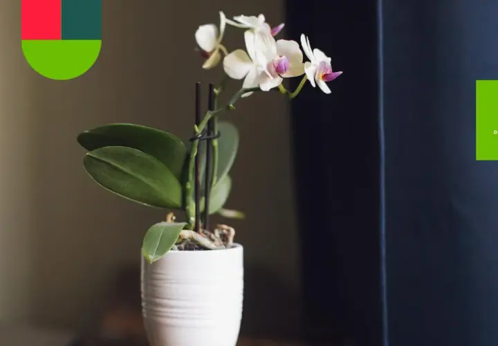 Delikatne storczyki odmiany Phalaenopsis w białej doniczce, z logo "Dzień Dobry Ogród".