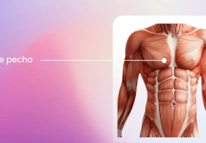 Anatomía del torso masculino, destacando los músculos pectorales. Aprende cómo saber si el dolor de pecho es muscular.