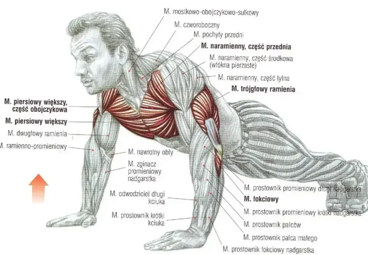 Anatomia mięśni podczas wykonywania pompek na uchwytach. Ilustracja pokazuje zaangażowane mięśnie klatki piersiowej, ramion i przedramion.