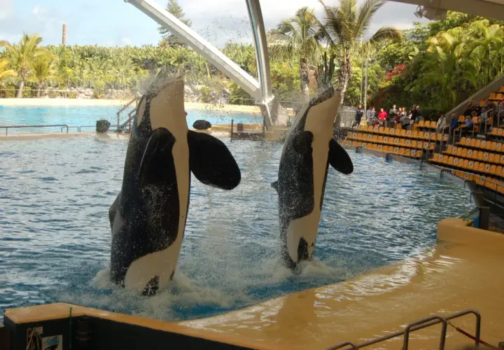 Orca che saltano a Tenerife con bambini che osservano. Un'esperienza indimenticabile per tutta la famiglia.