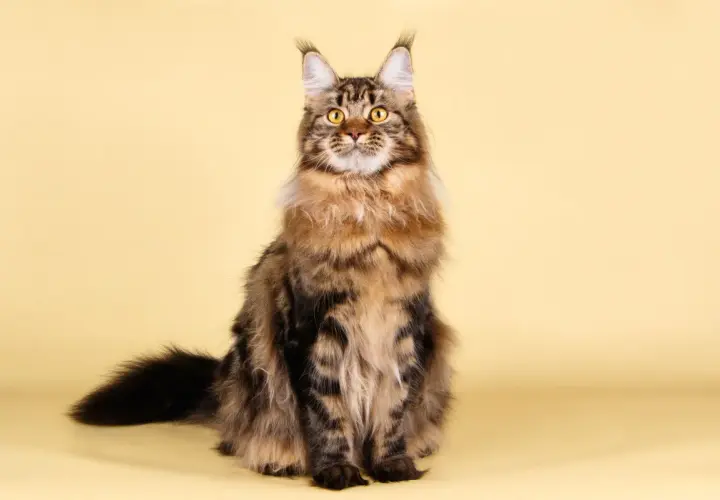 Majestuoso gato Maine Coon, con su pelaje atigrado y ojos dorados, posa con elegancia sobre un fondo amarillo.