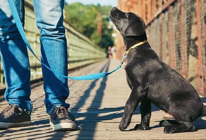Tresura labradora: Kompleksowy poradnik od szczeniaka do eksperta