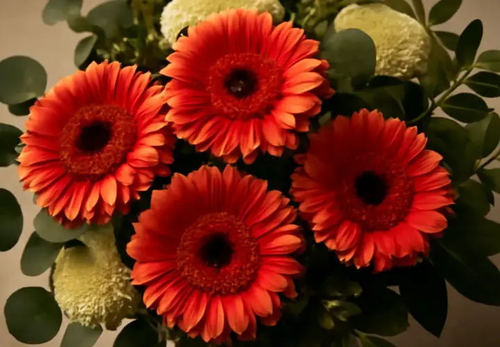 En bukett med lysande orange gerbera blommor, omgiven av gröna blad och fluffiga vita blommor.